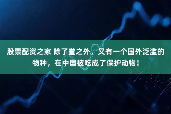 股票配资之家 除了鲎之外，又有一个国外泛滥的物种，在中国被吃成了保护动物！