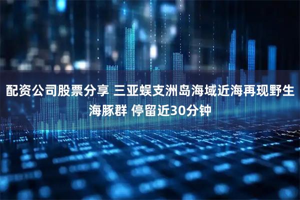 配资公司股票分享 三亚蜈支洲岛海域近海再现野生海豚群 停留近30分钟